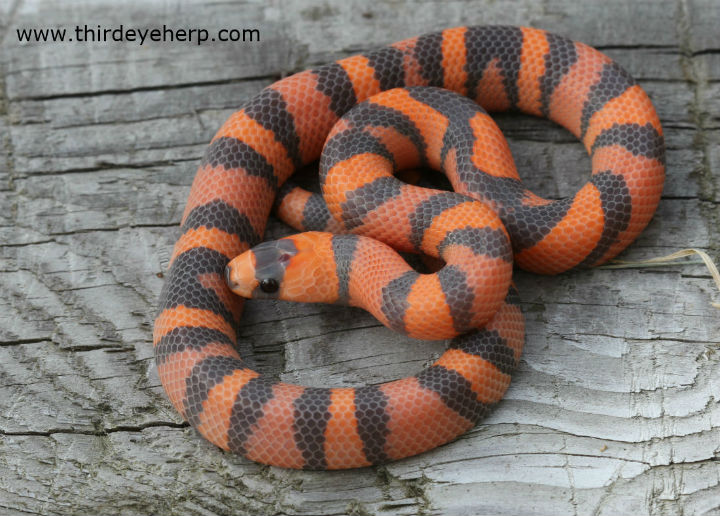 Honduran Milk Snake